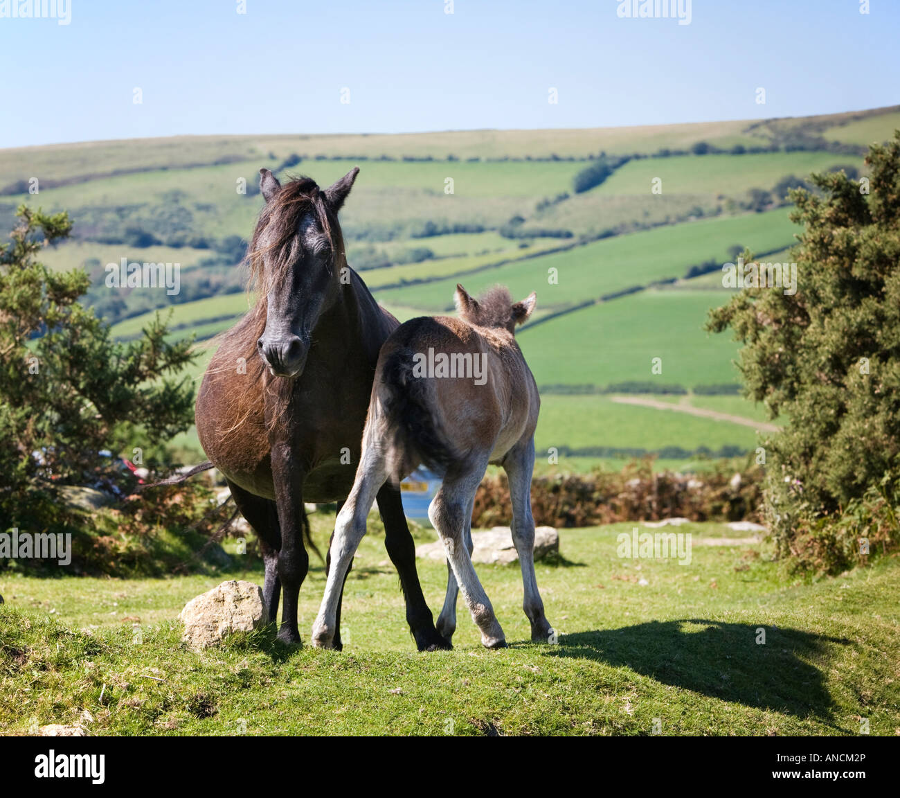 Dartmoor pony mare with young foal on Dartmoor, Devon, England, UK