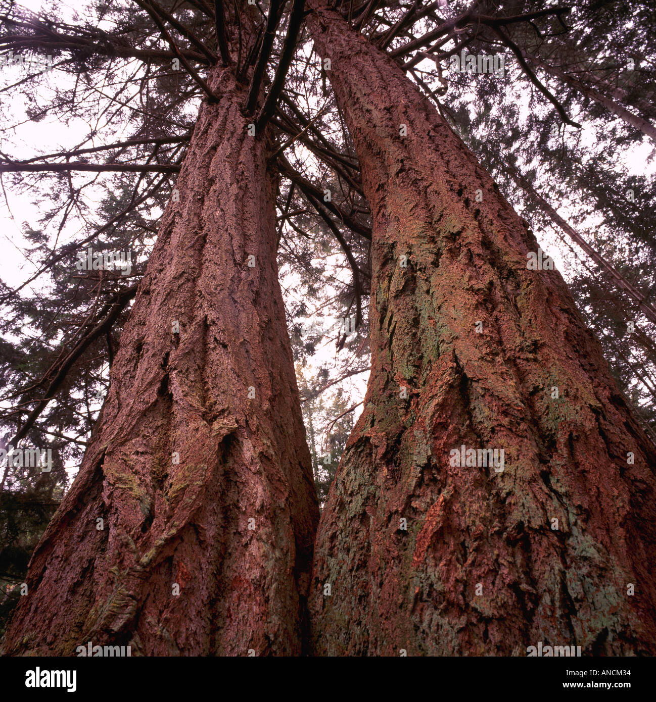 Douglas Fir Trees (Pseudotsuga menziesii) growing in a Temperate Rainforest on Texada Island, British Columbia, Canada Stock Photo