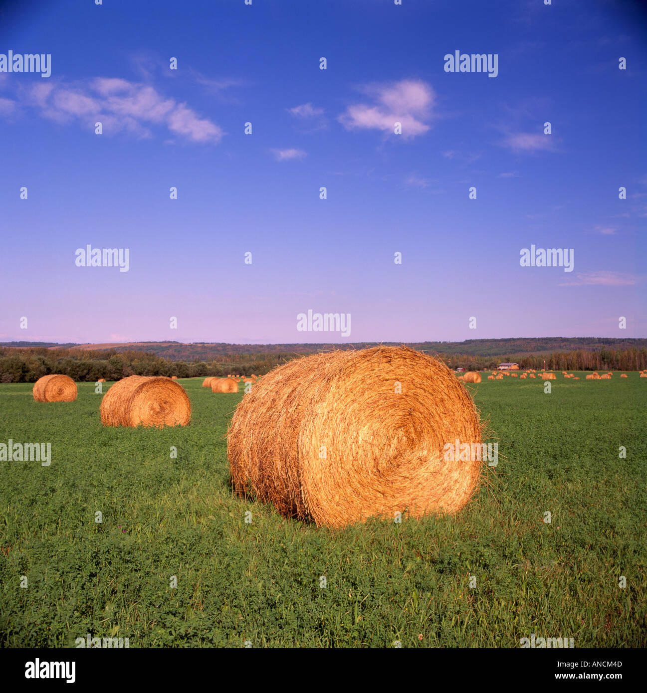 Straw Bales and Grain Fields at Harvest Time in the Peace River Region