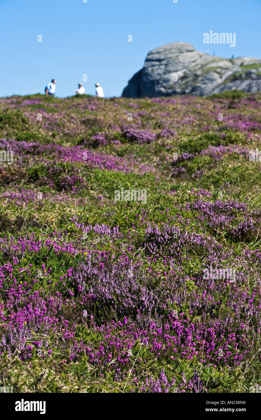 Purple heather on Dartmoor Devon England UK with Haytor rocks behind Stock Photo