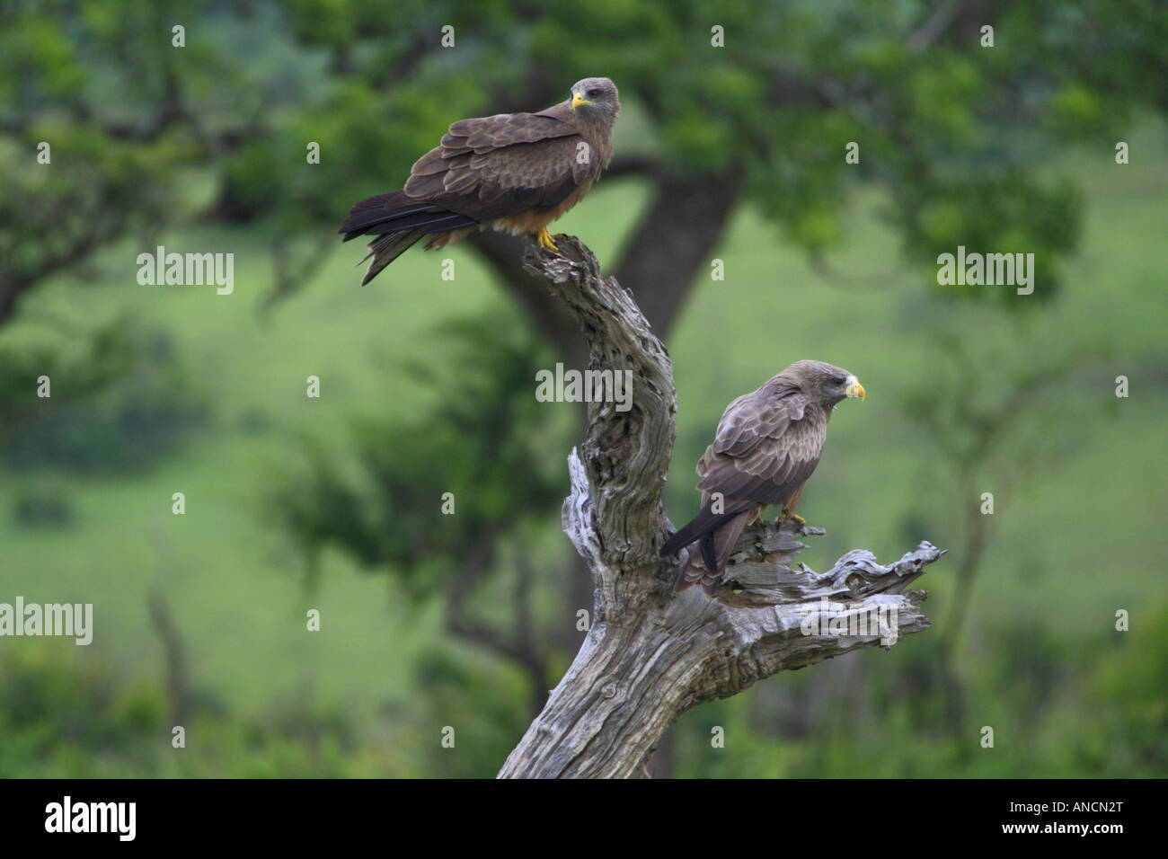 Yellow Billed Kite at Imfolozi Game Reserve Stock Photo