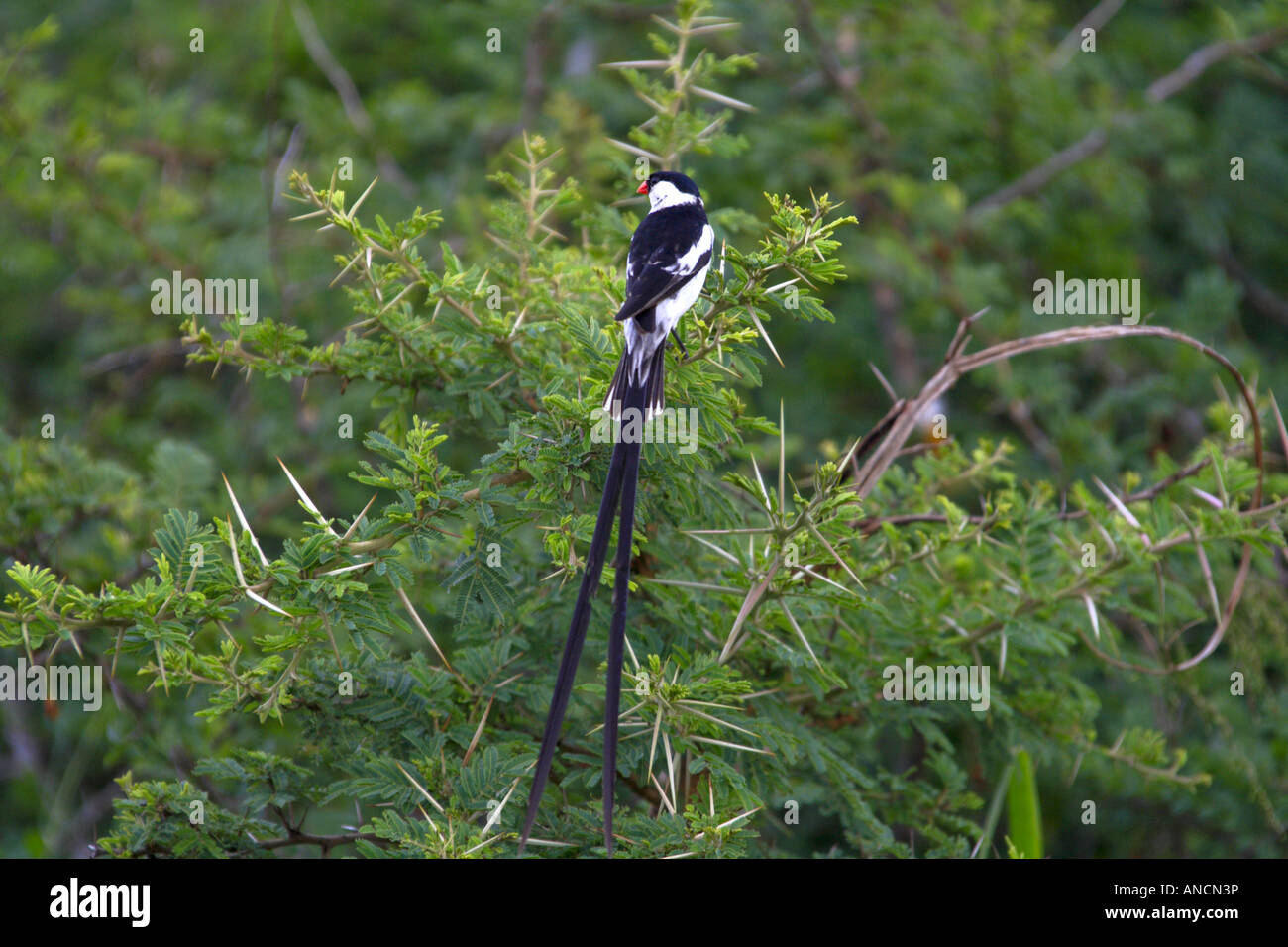 Pin-tailed whydah, Hluhluwe Stock Photo