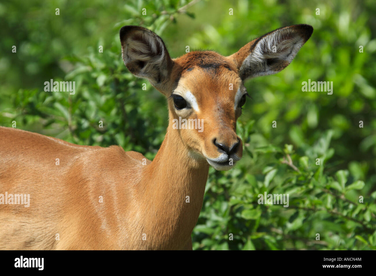Impala calf hi-res stock photography and images - Alamy