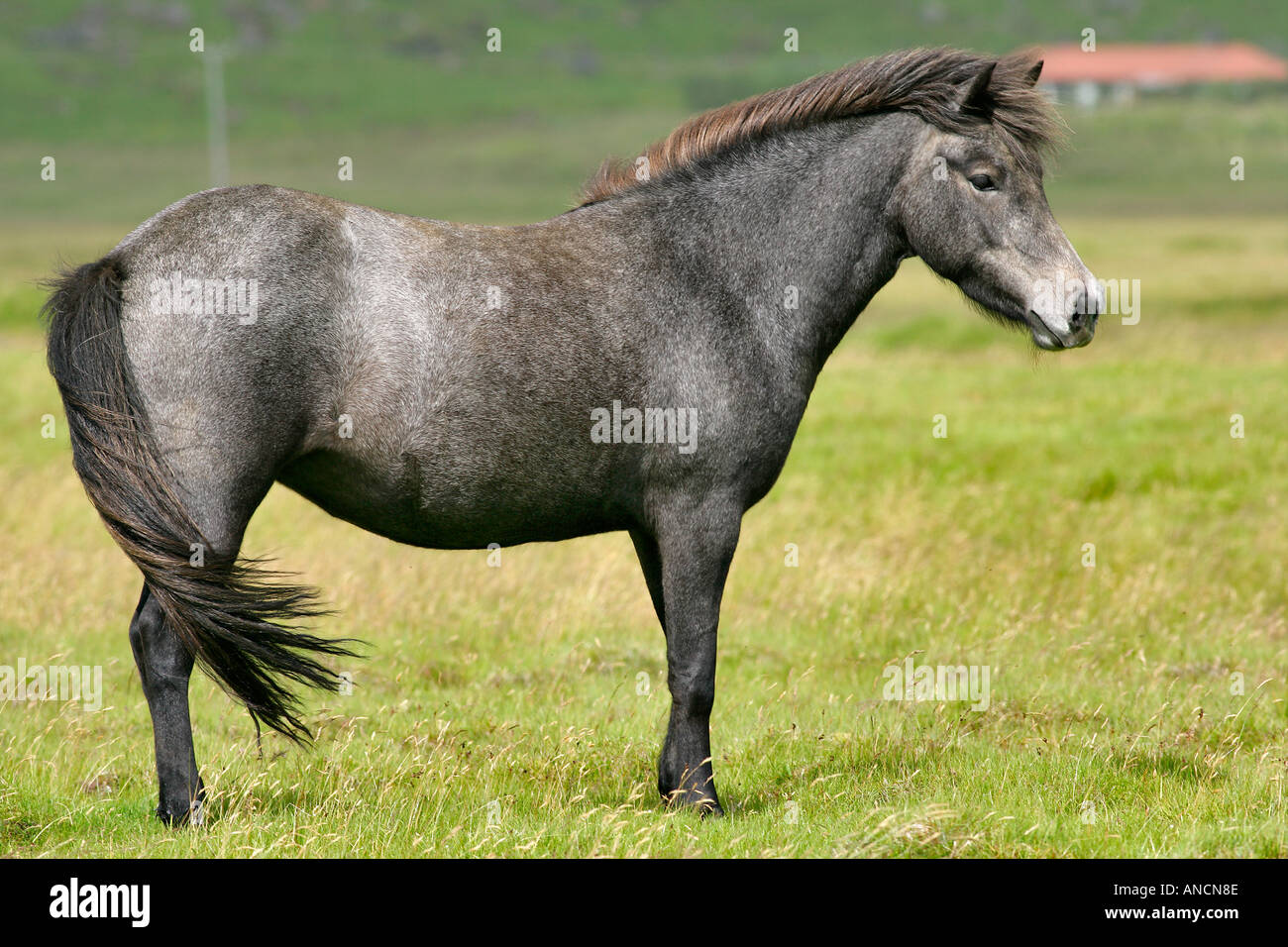 Icelandic Horse Iceland Stock Photo