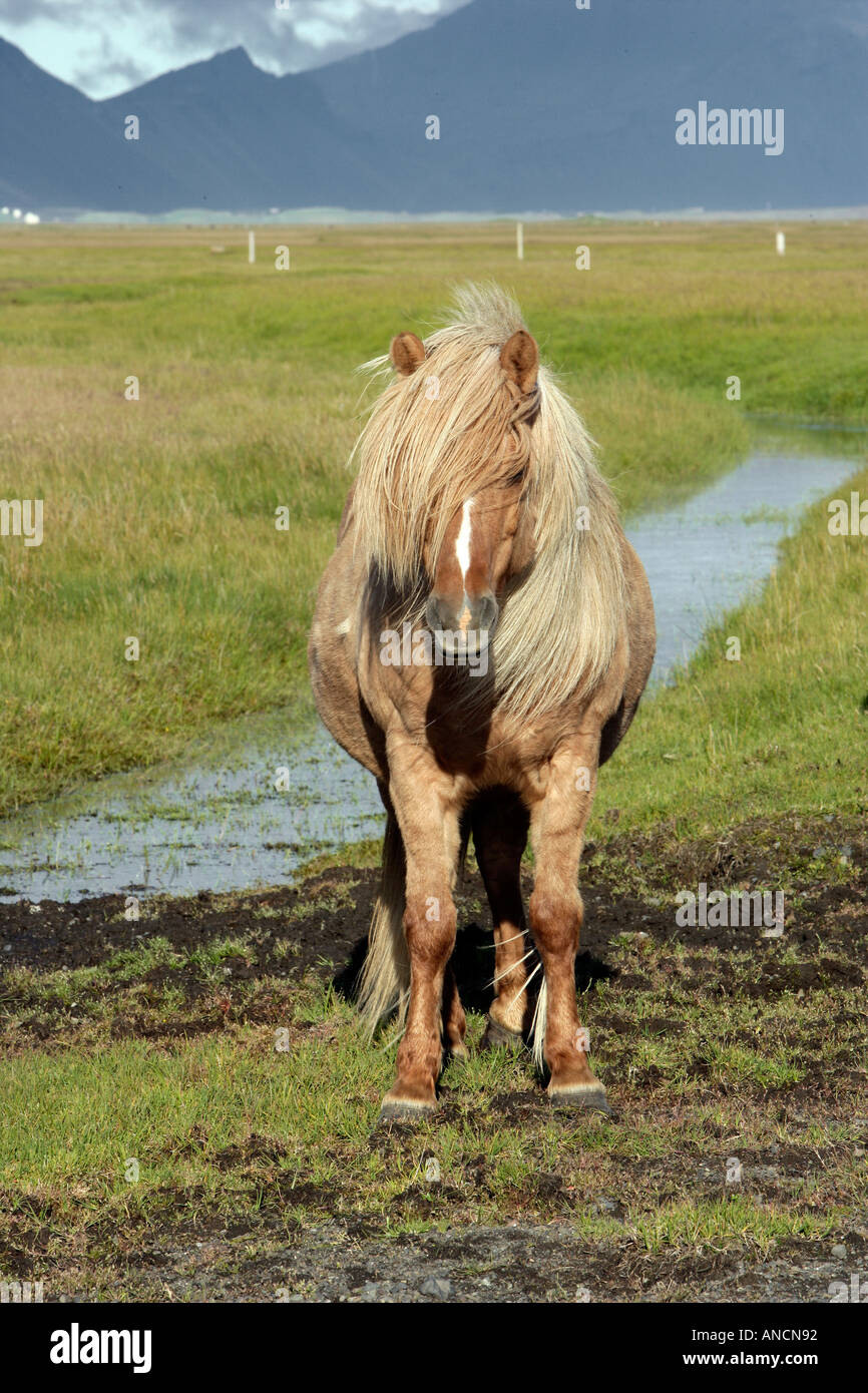 Icelandic Horse Portrait Stock Photo