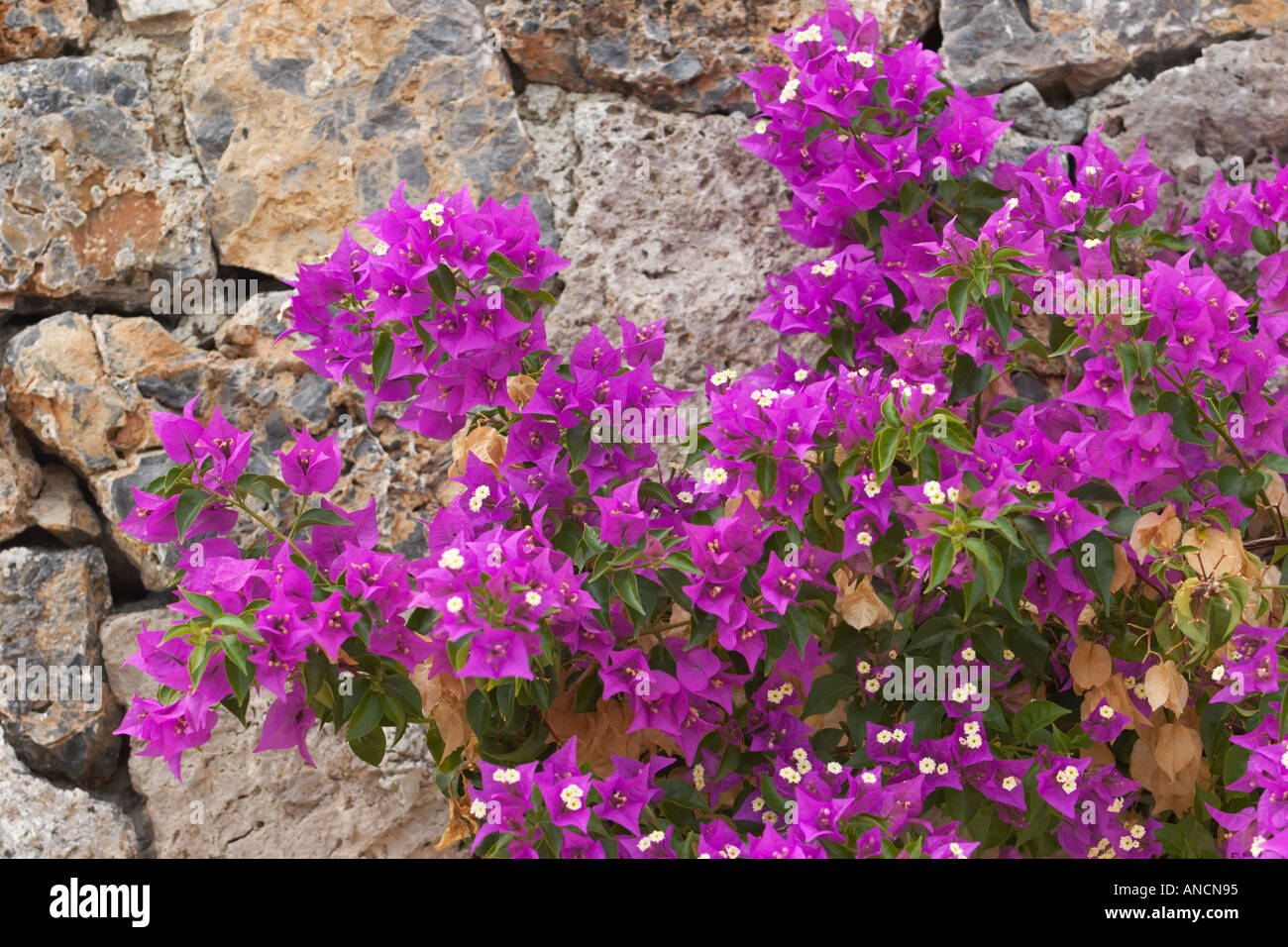 Bougainvillea on the stone wall. Corfu island, Greece. Stock Photo