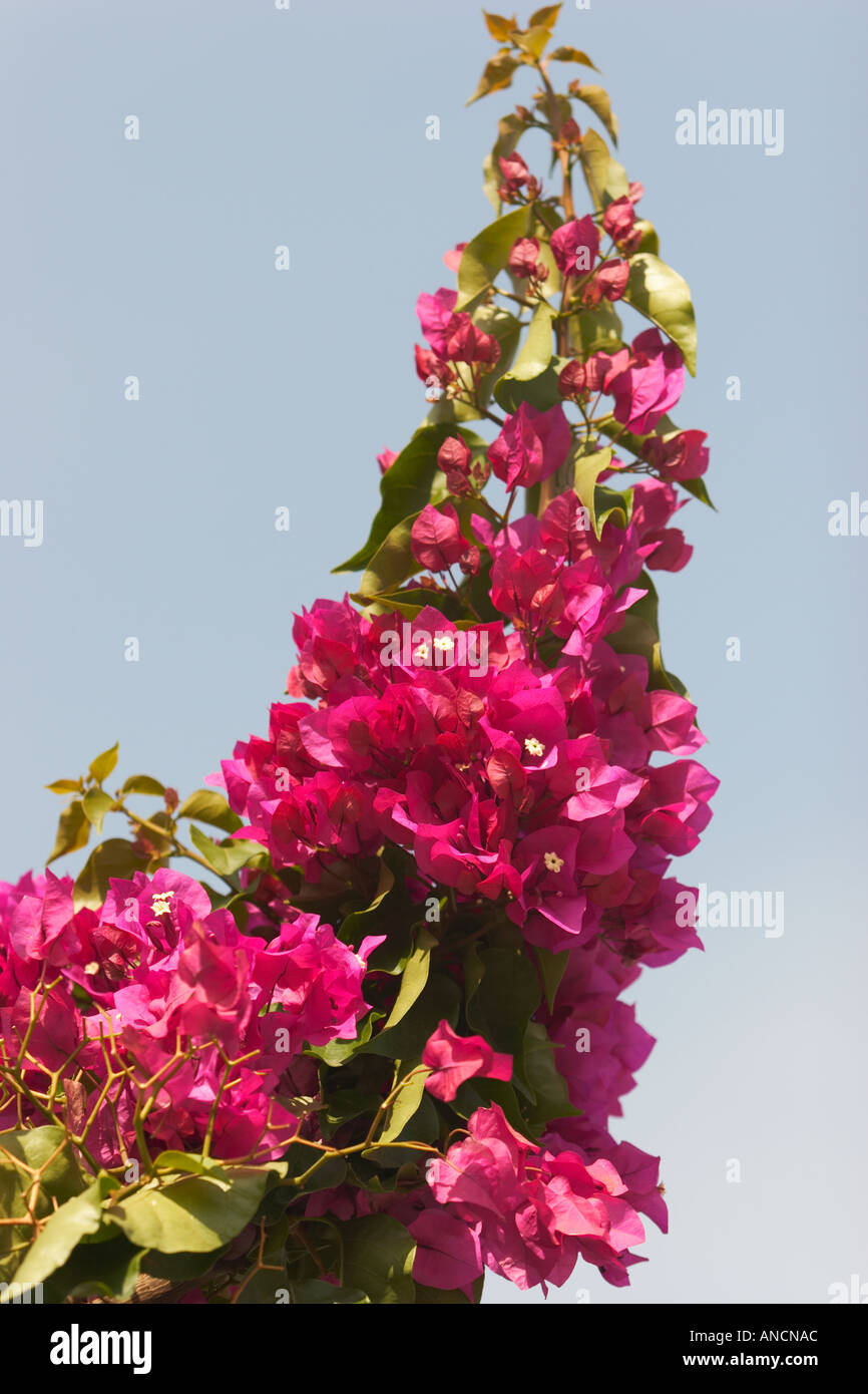 Bougainvillea. Corfu island, Greece Stock Photo - Alamy