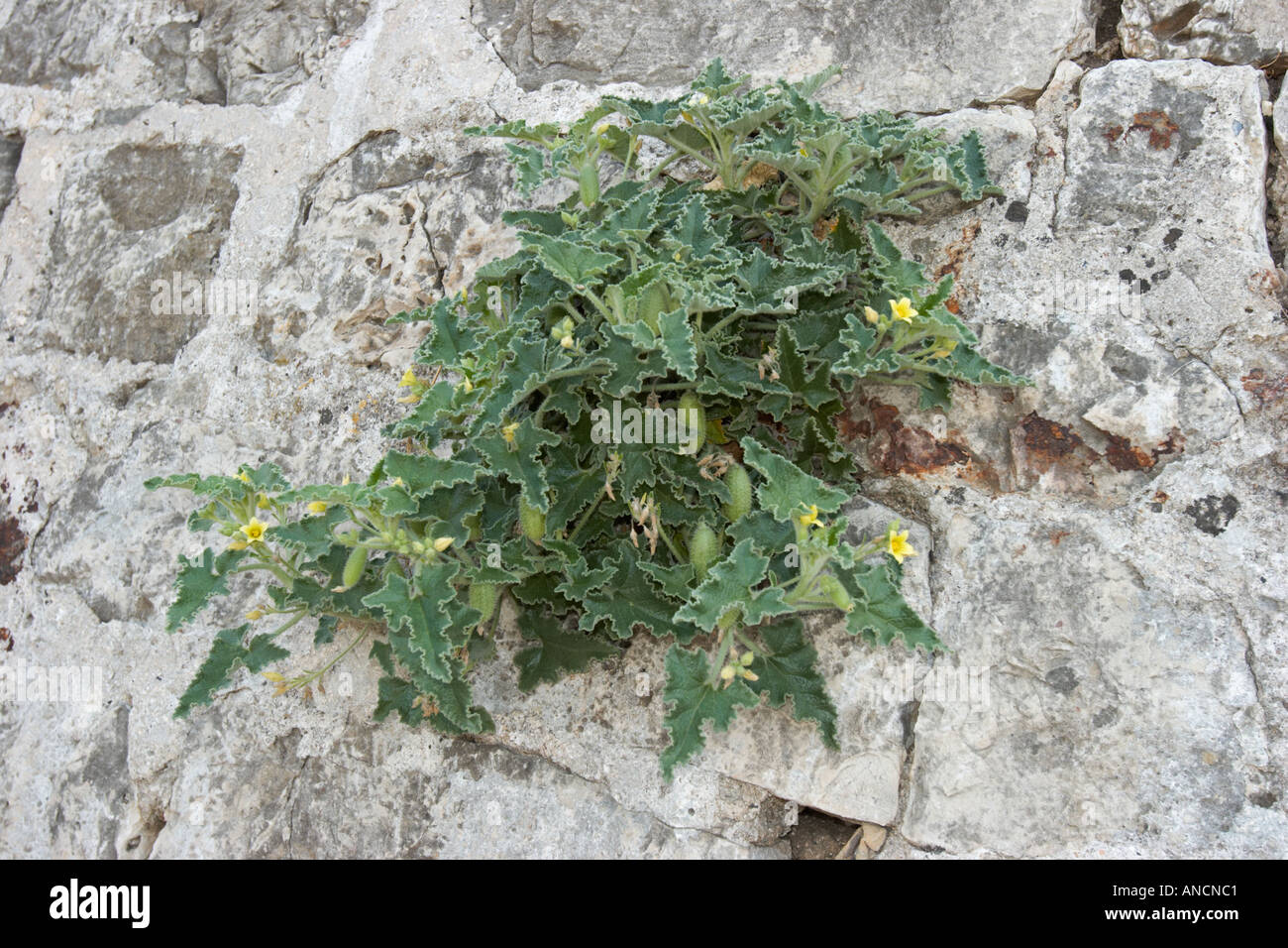 Cucumbers growing on the wall of the New Fortress in Corfu town. Greece. Stock Photo