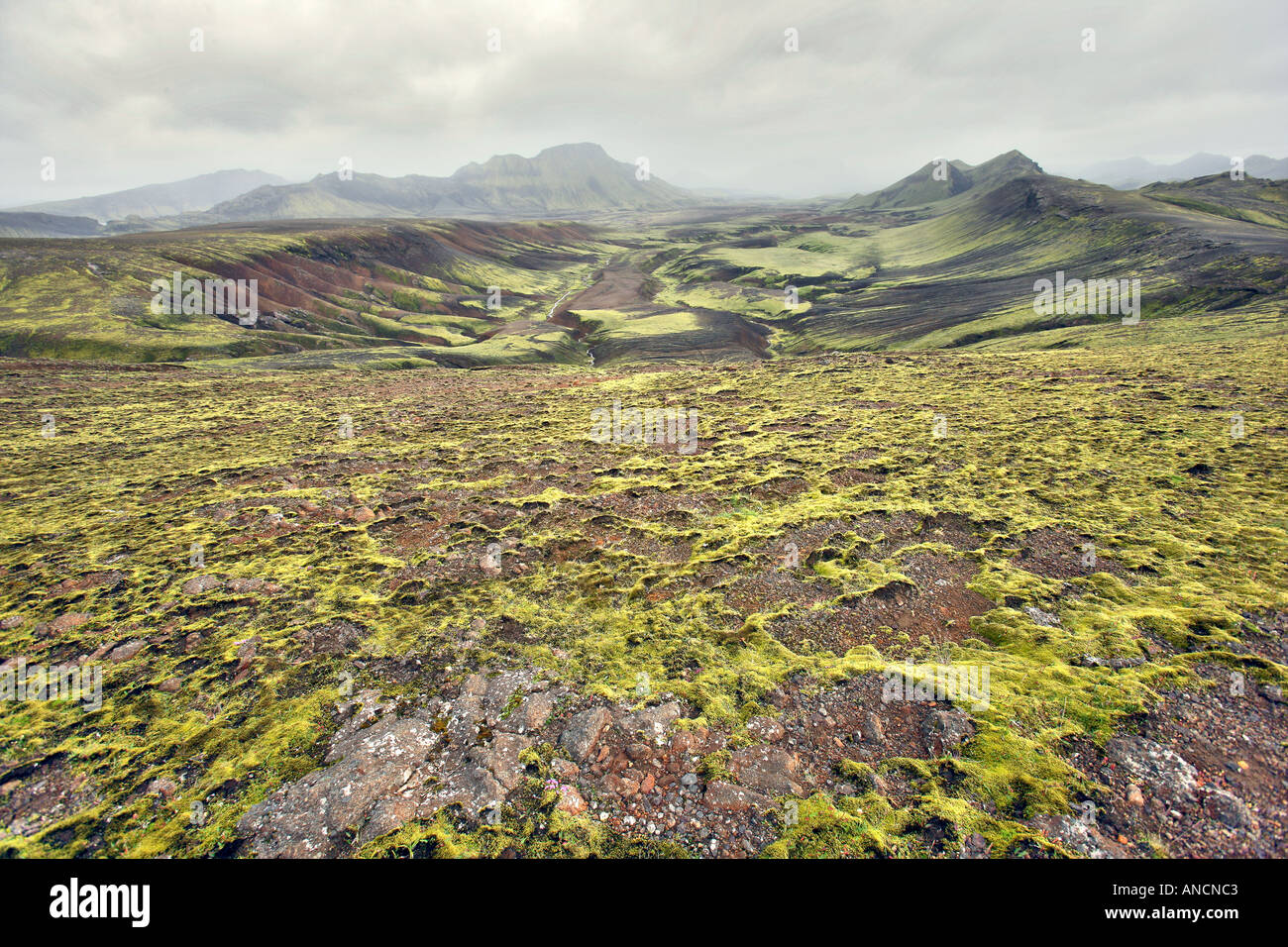 Moss Igneous Rock Landmannalaugar Iceland Stock Photo