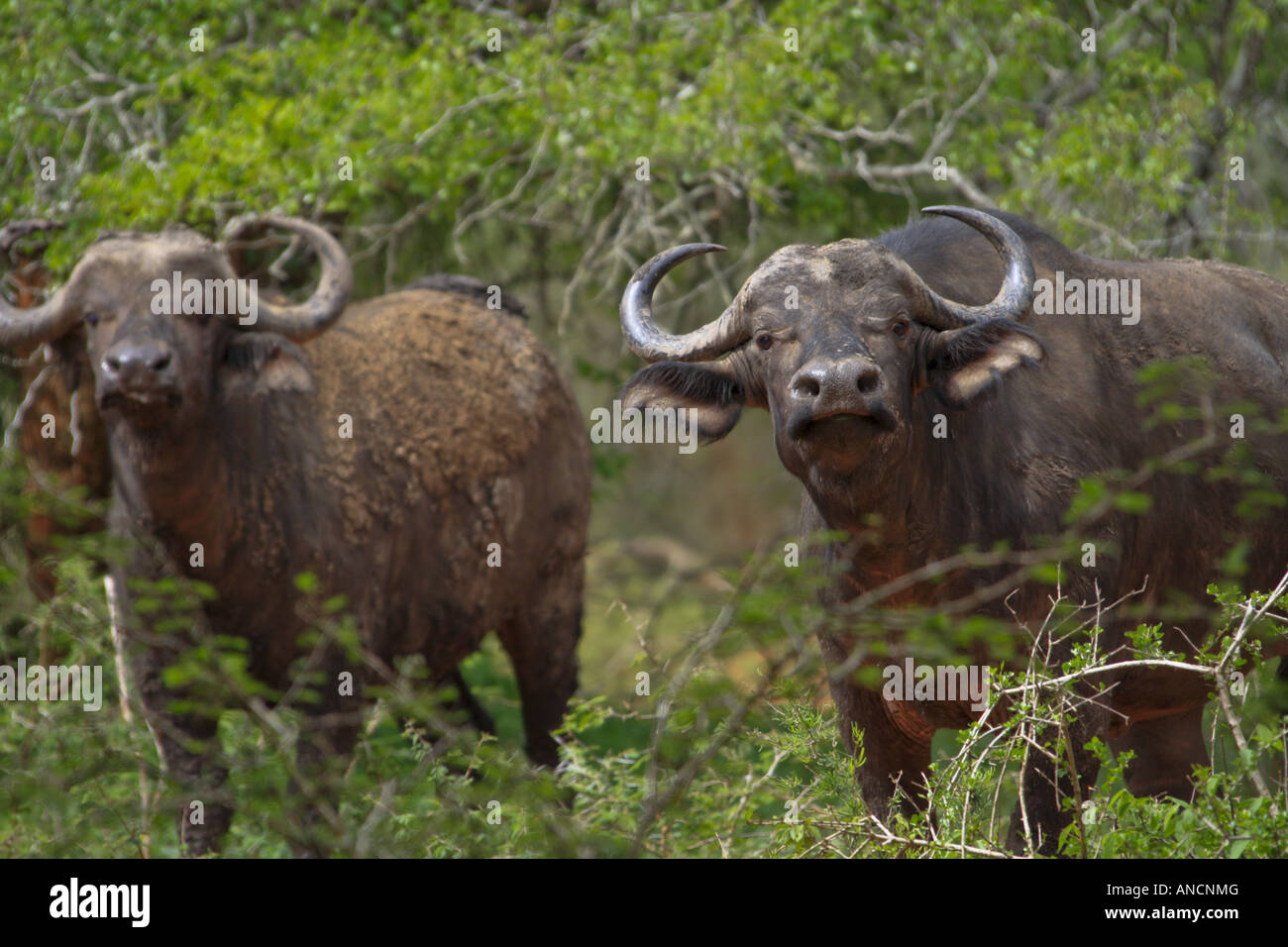 Cape Buffalo at Ndumo Stock Photo