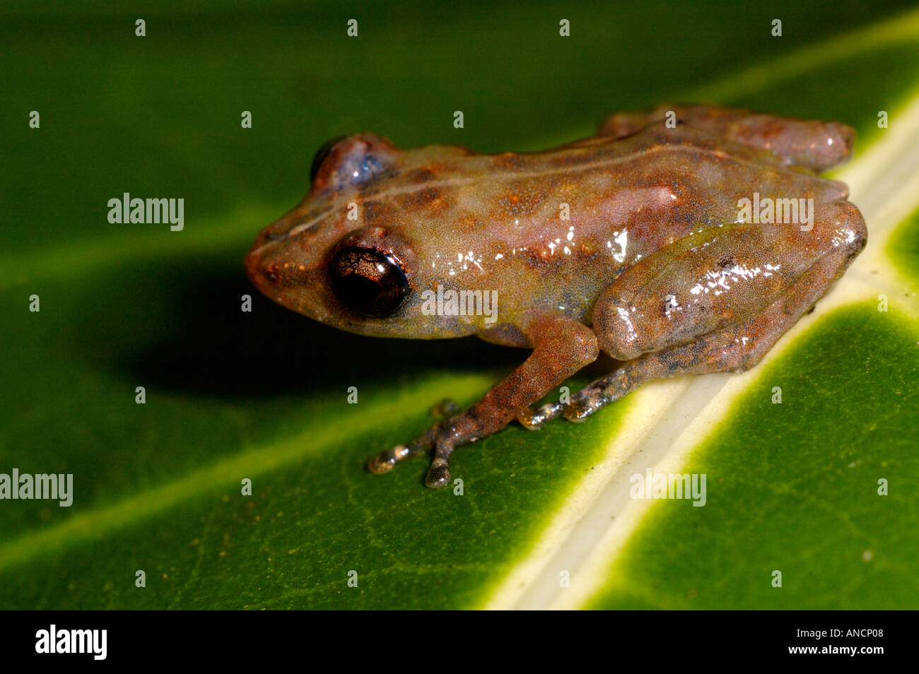 Common Tink Frog Eleutherodactylus diastema on a leaf lowland tropical