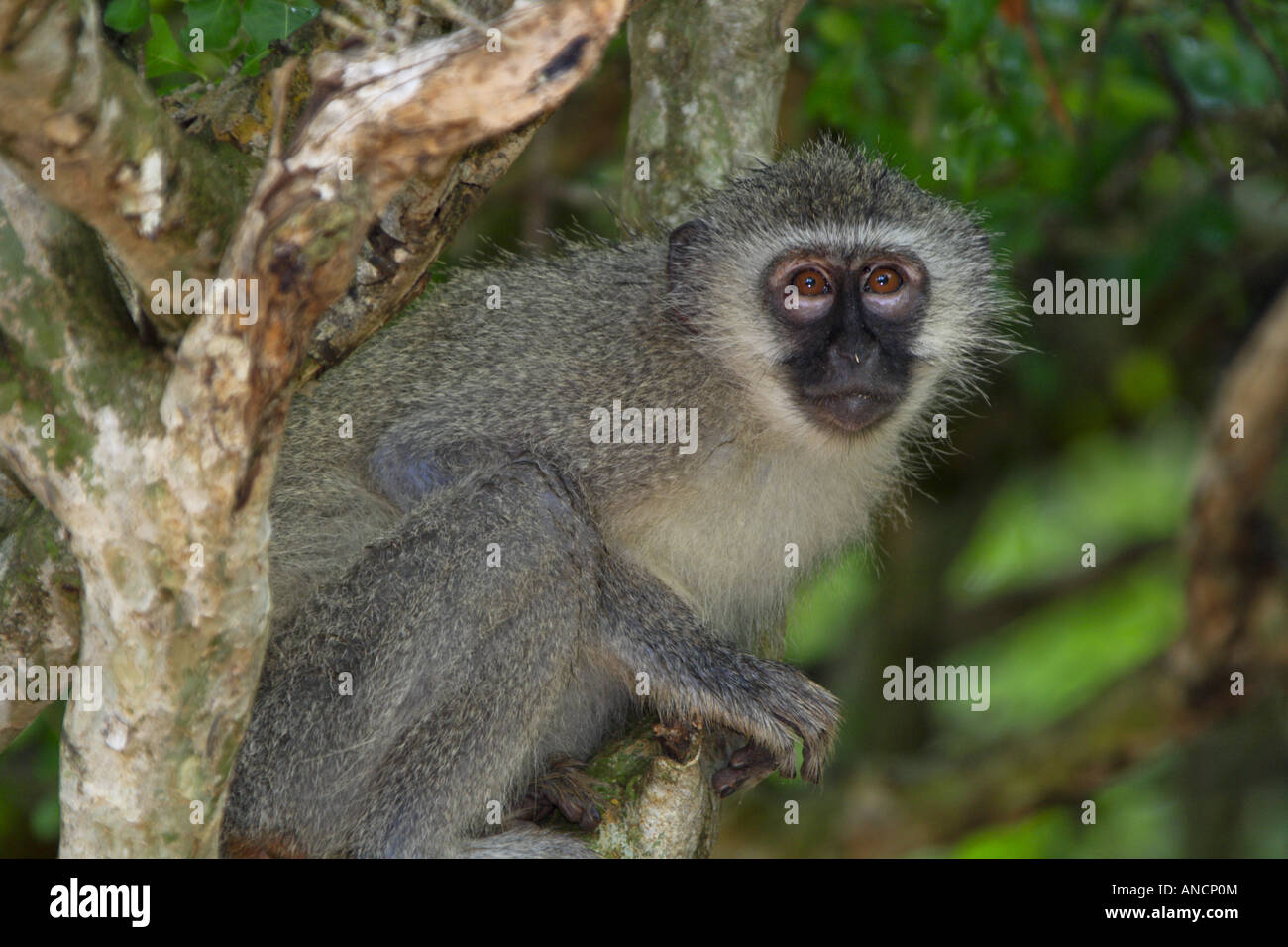 Vervet monkey at Ndumo Stock Photo