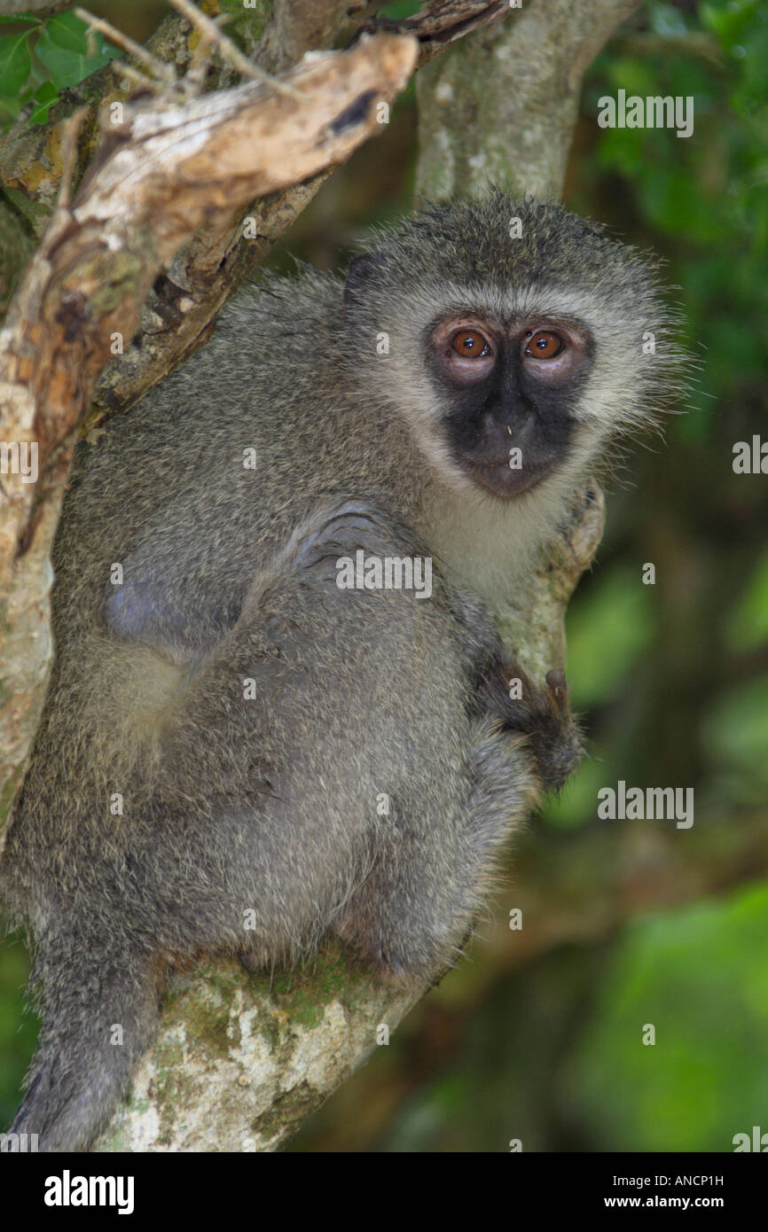 Vervet monkey at Ndumo Stock Photo