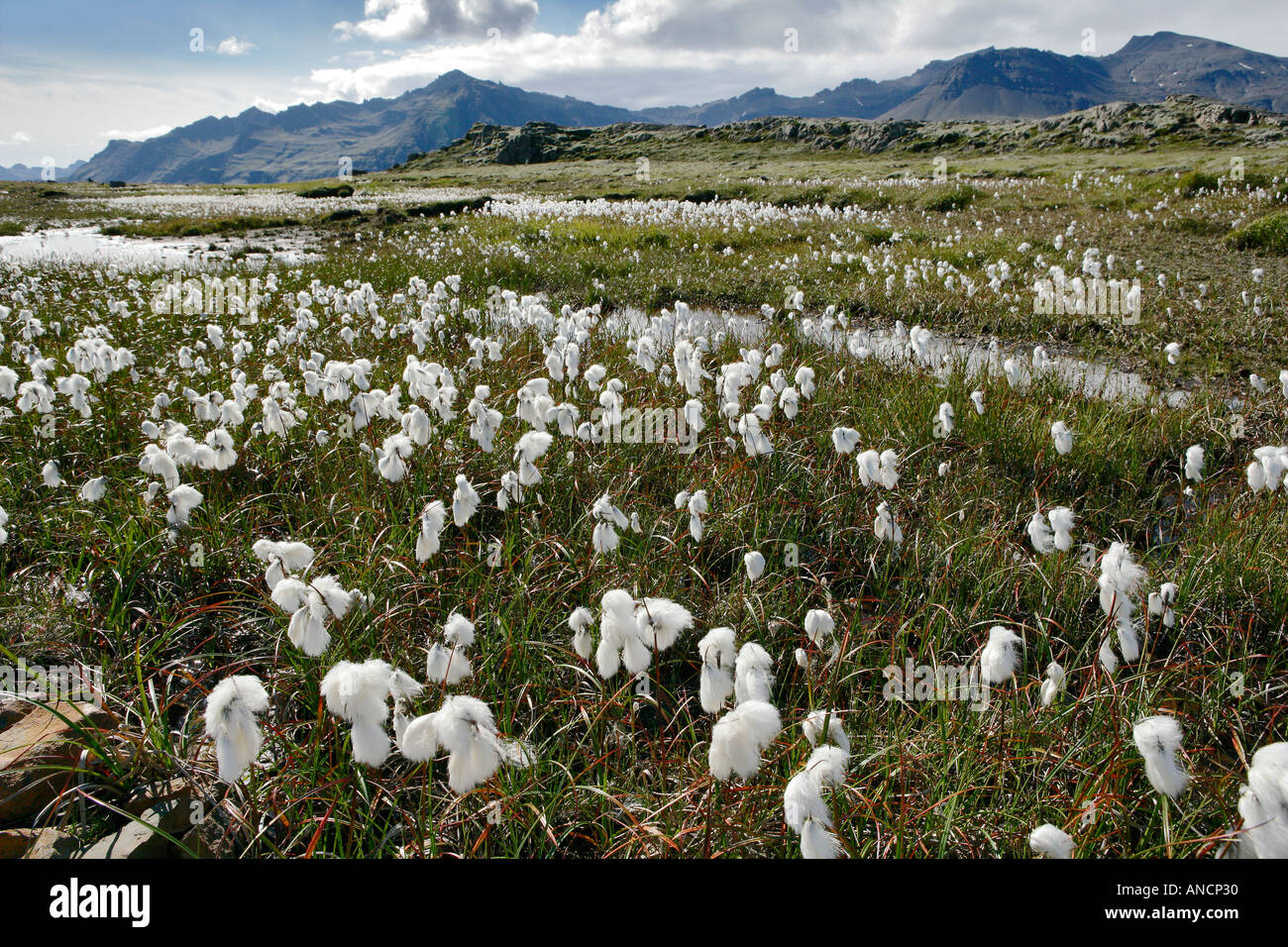 Scheuchzer s Cotton Grass Arctic Cotton Grass Iceland Eriophorum angustifolium Eriophorum scheuchzeri Stock Photo