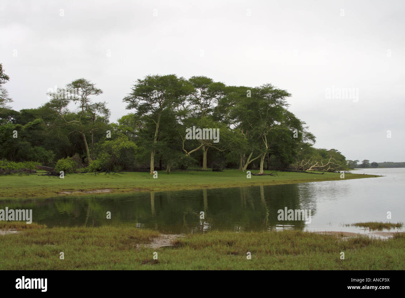 The green grasses and fever trees along the banks of the Nyamithi pan are a delight to the eye. Ndumo. Stock Photo
