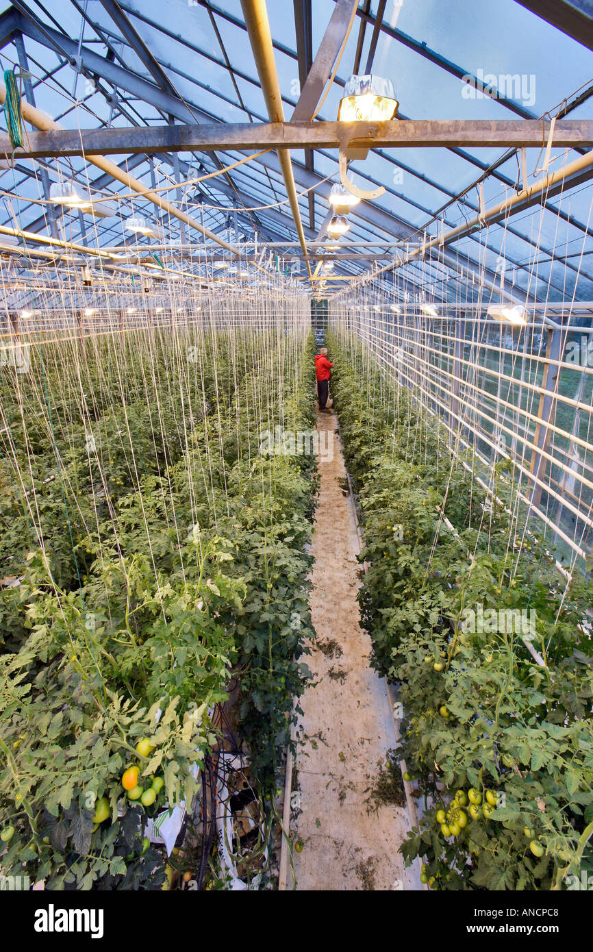 Greenhouse Tomato Growing w Supplementary High Pressure Sodium Vapor Lighting Iceland Stock Photo