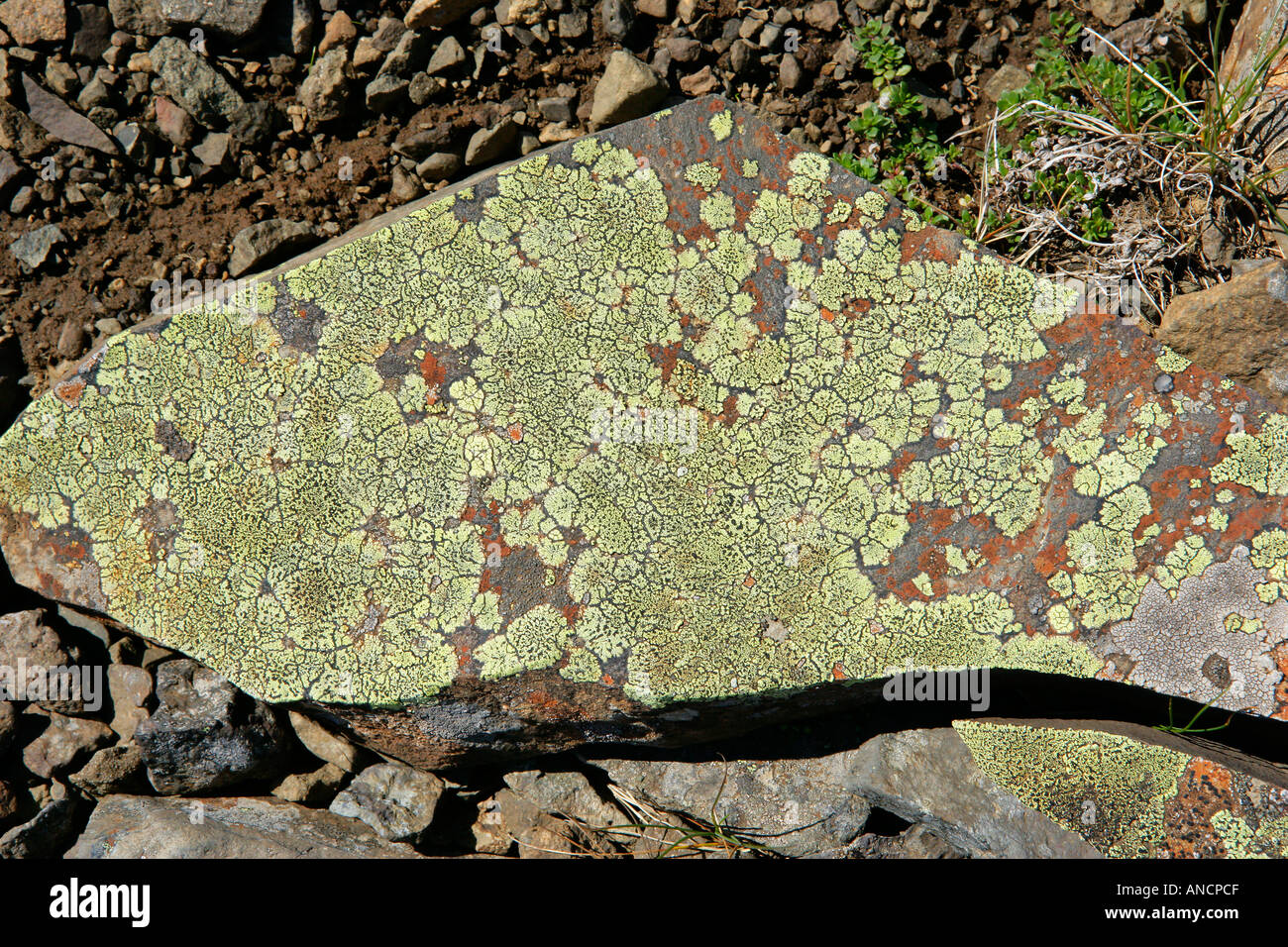 Lichen Iceland Stock Photo