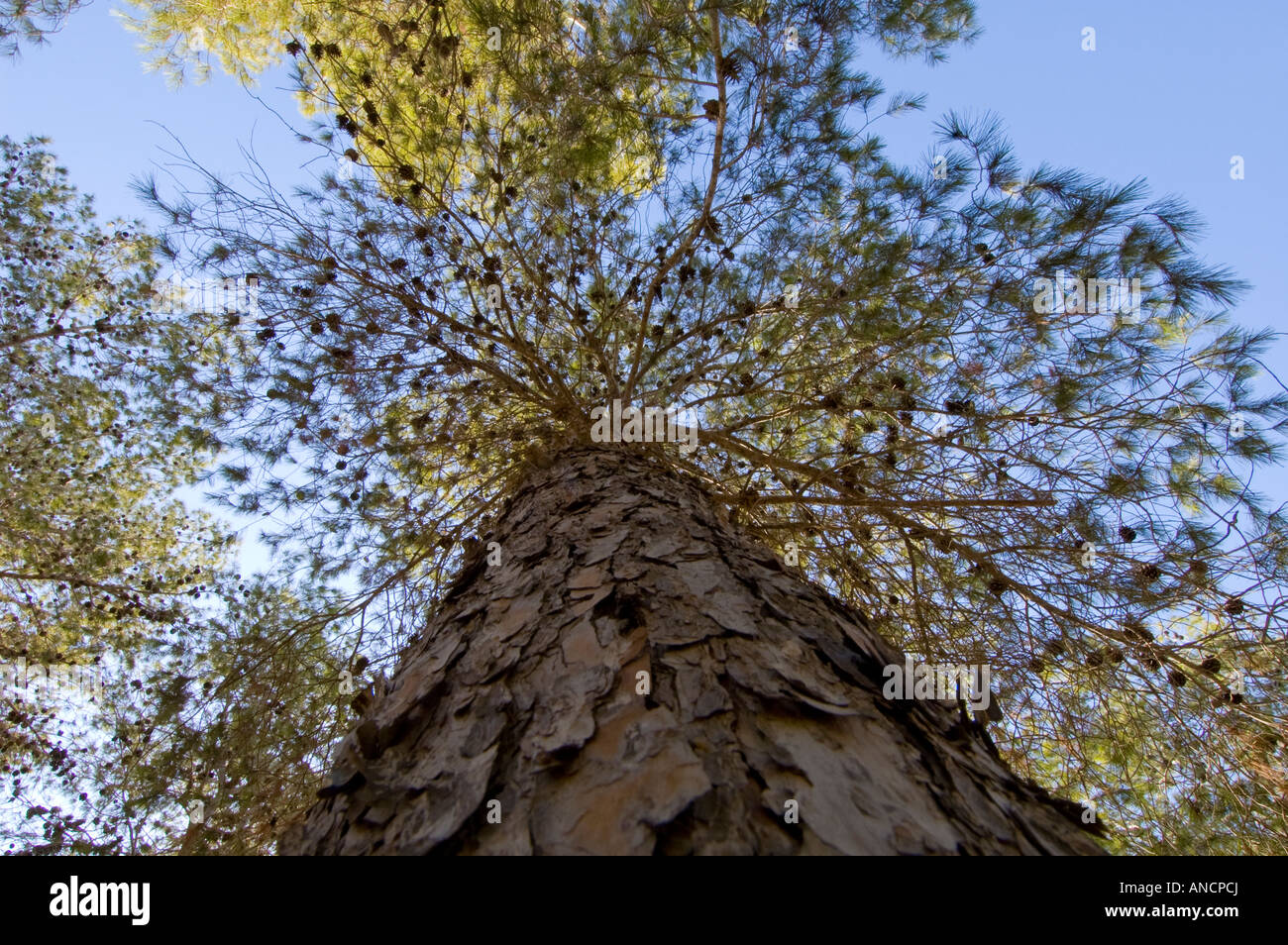 Pine tree, pinus halepensis Stock Photo