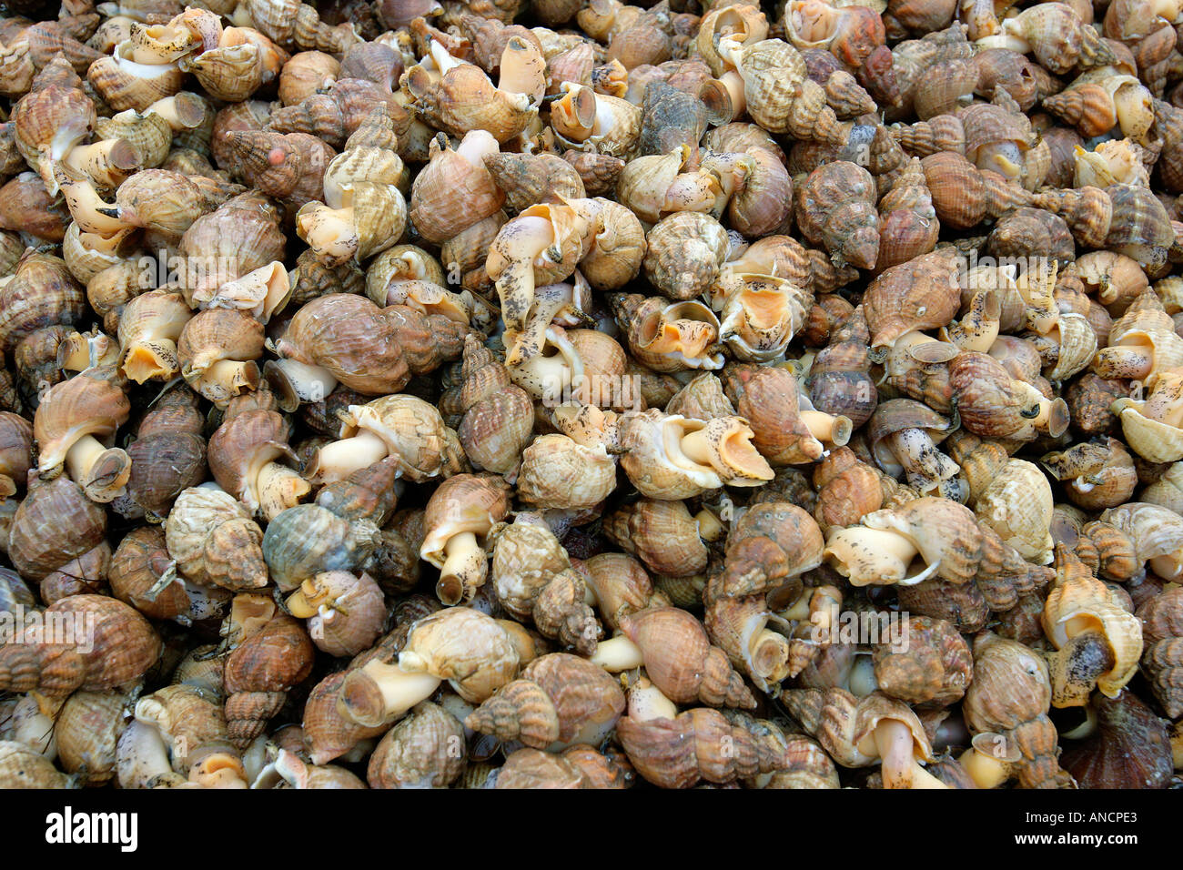 Whelk Buccinum Undatum Commercially Harvested Iceland Stock Photo