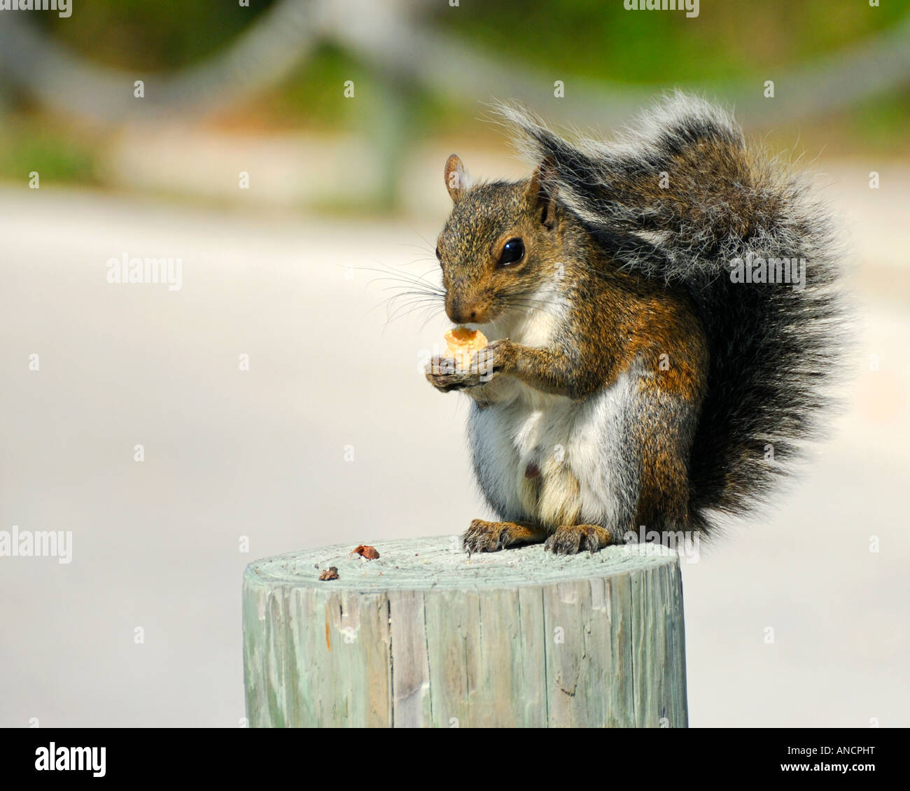 A wild squirrel enjoys food in the John Pennecamp Coral Reef State Park