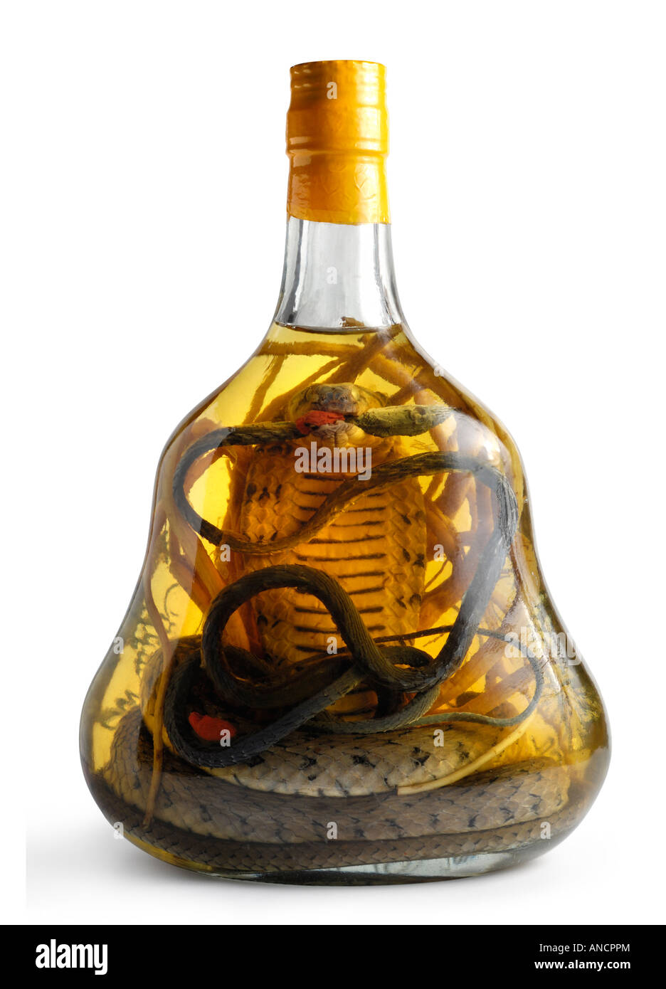 Exotic asian drink Souvenir bottle with two poisonous snakes Endangered