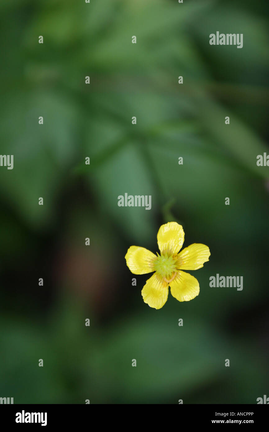 Yellow Bulbous Buttercup Ranunculus bulbosus wild flower wildflower ...