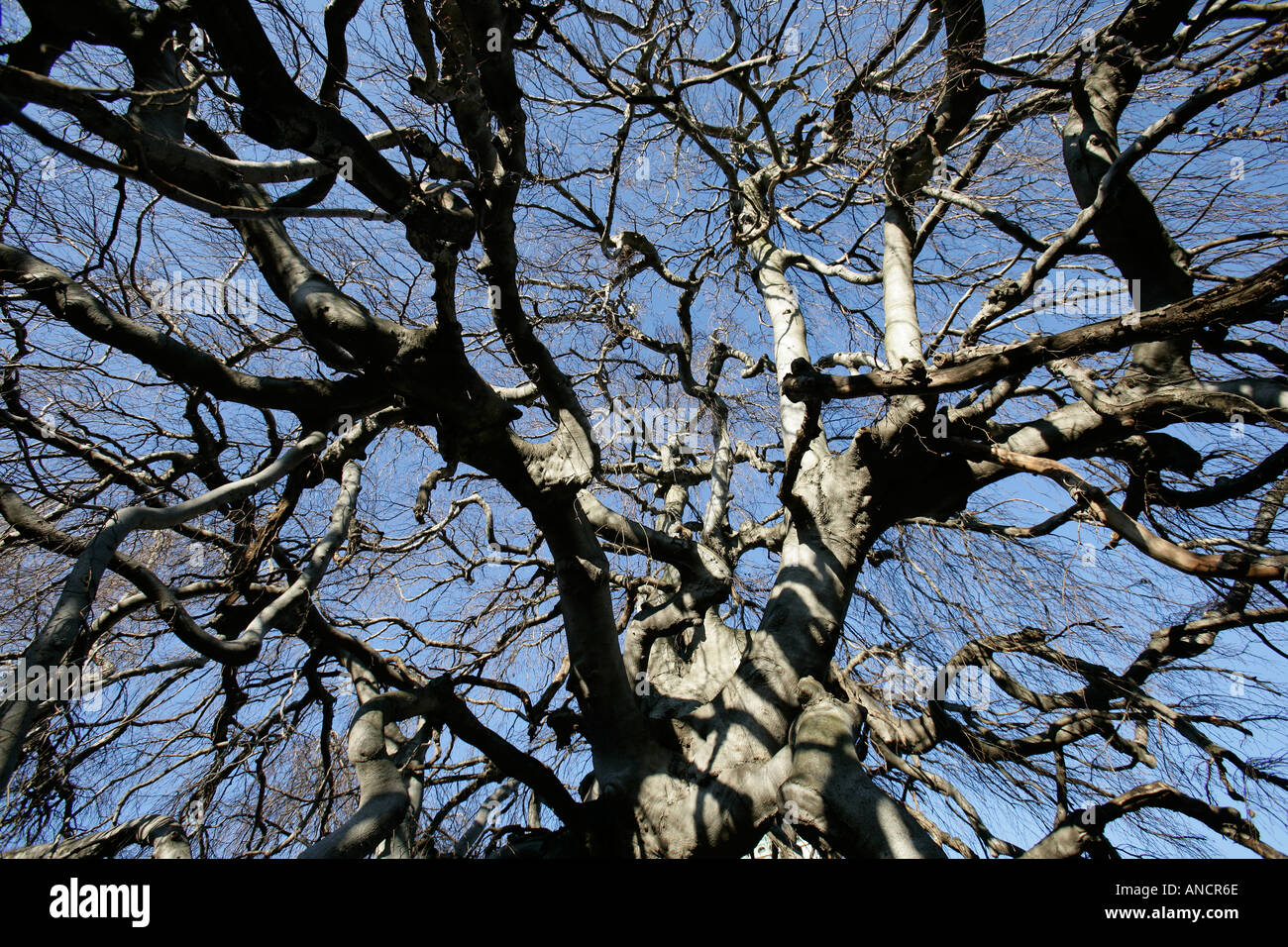 Tree Branch Enigma Stock Photo