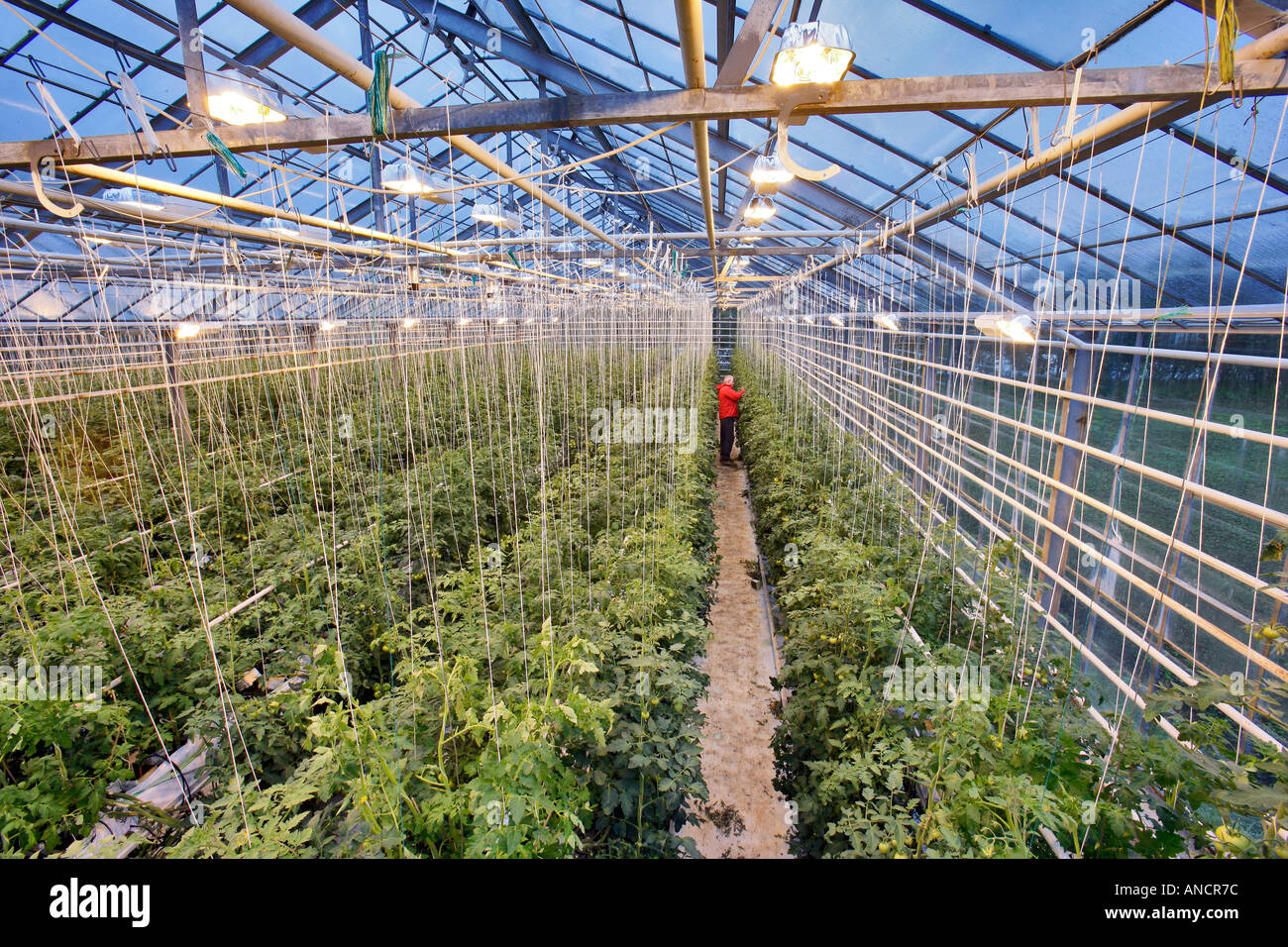 Greenhouse Tomato Growing with Supplementary High Pressure Sodium Vapor Lighting Iceland Stock Photo