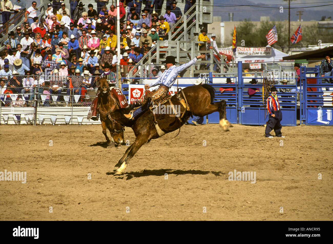 Mustang Riding Contest Tucson Rodeo AZ Stock Photo