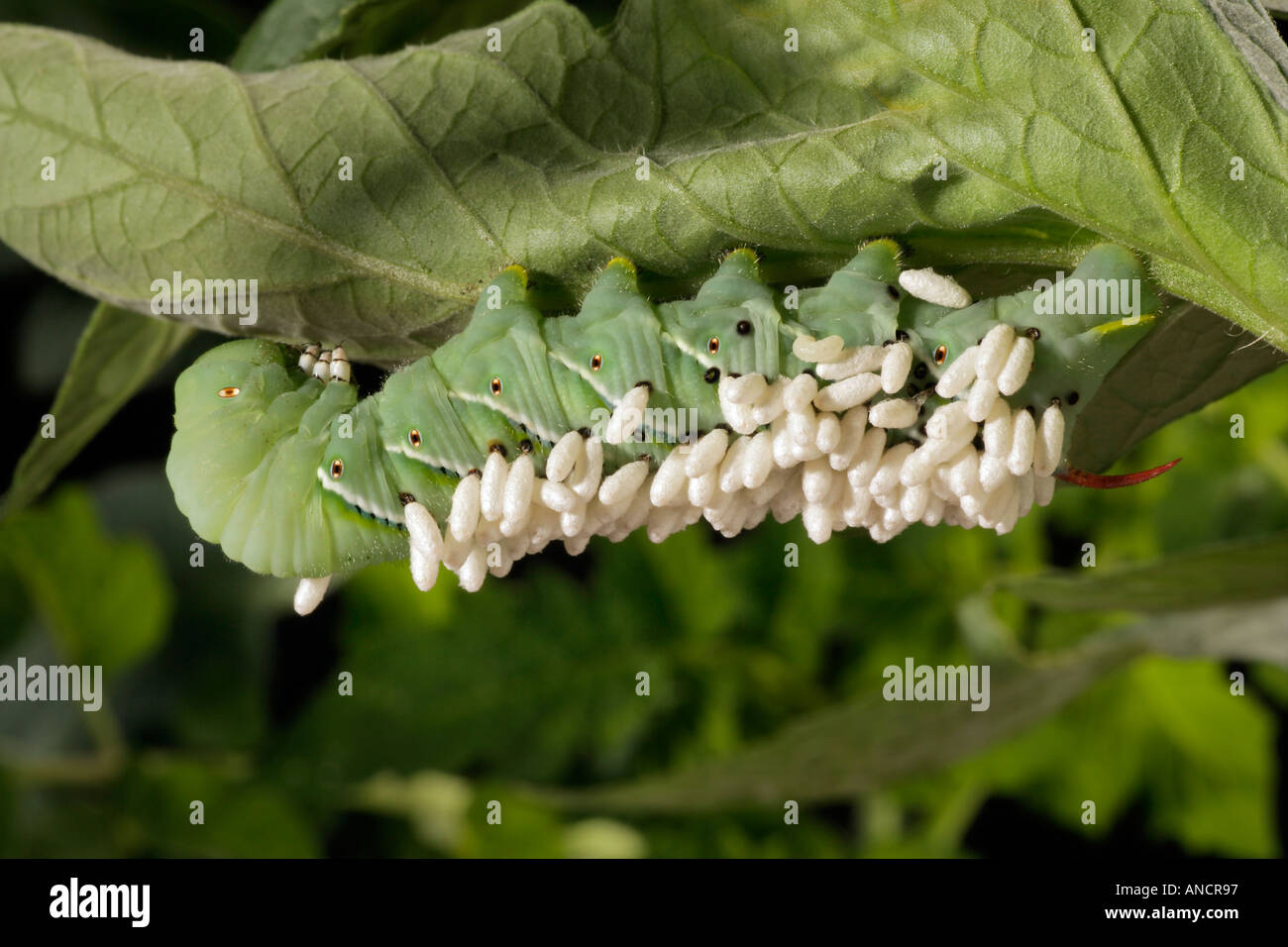 Braconid Wasp Parasitized A Tomato Hornworm Manduca Quinquemaculata Stock Photo Alamy
