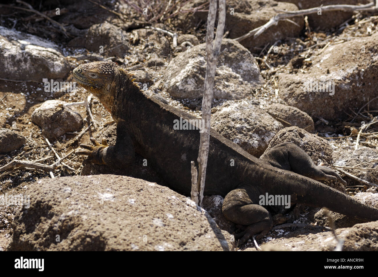 Land iguana Galapagos Islands North Seymour Stock Photo