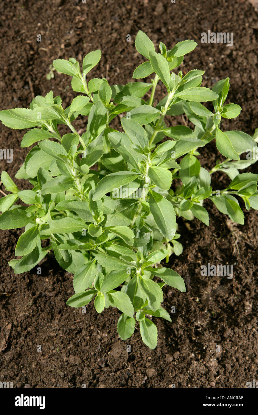 Stevia rebaudiana Herbal Sweetener Stock Photo