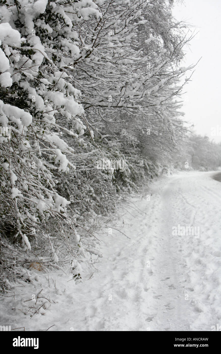 snow covered footpath by the side of a tall hedge coated with snow ...