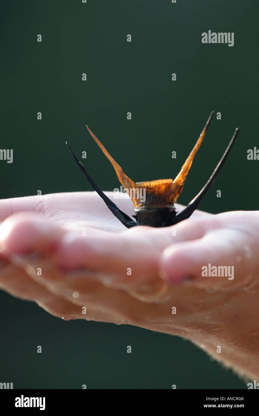 The Fish backbone fragment Lake Michigan MI pictures images photos very high resolution close up closeup vertical format in USA US hi-res Stock Photo