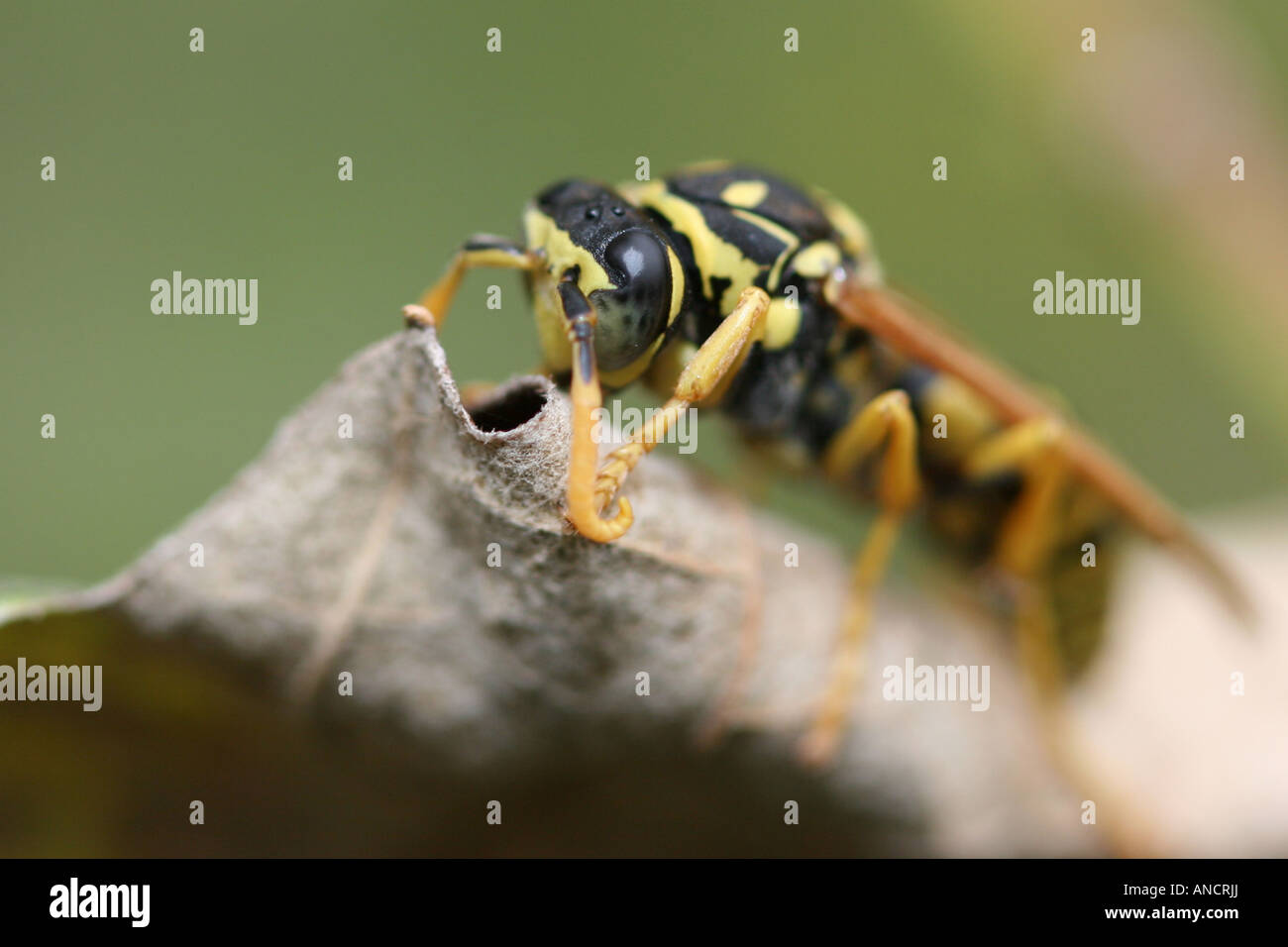 Wild Asian Hornet Bee insect  pollen nobody none closeup detail blurred blurry background horizontal hi-res Stock Photo
