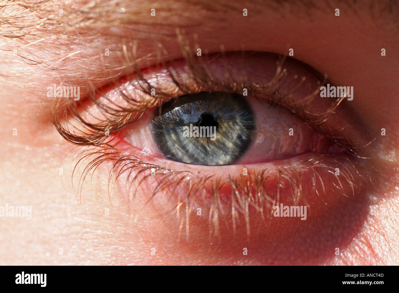 Close up of Eye Stock Photo