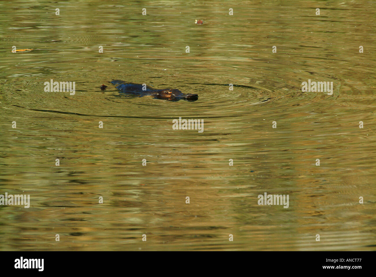 Swimming Platypus Stock Photo