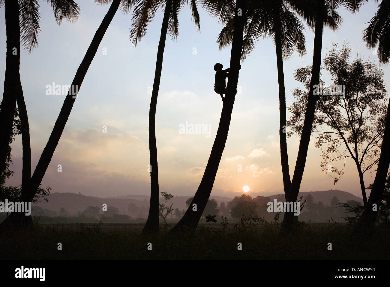 Silhouette of an Indian man climbing a coconut tree Stock Photo