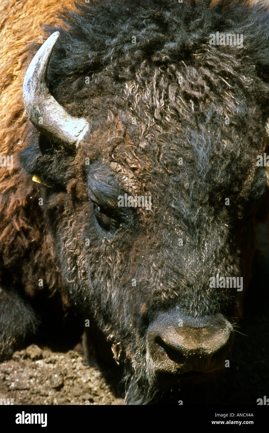 Buffalo Head Stock Photo Alamy