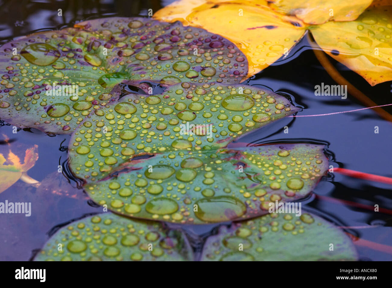 Water Lily Leaves speckled with rainwater droplets Stock Photo - Alamy