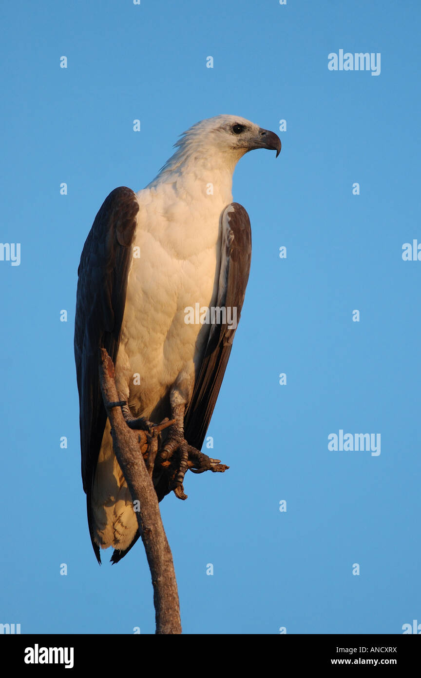 Australian fish eagle hi-res stock photography and images - Alamy