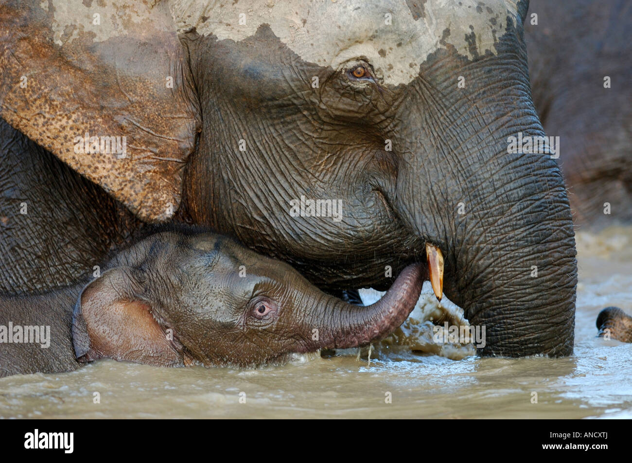 Mother and baby Asian Elephant (Elephas maximus borneensis) bathing in the Kinabatangan River, Borneo Stock Photo