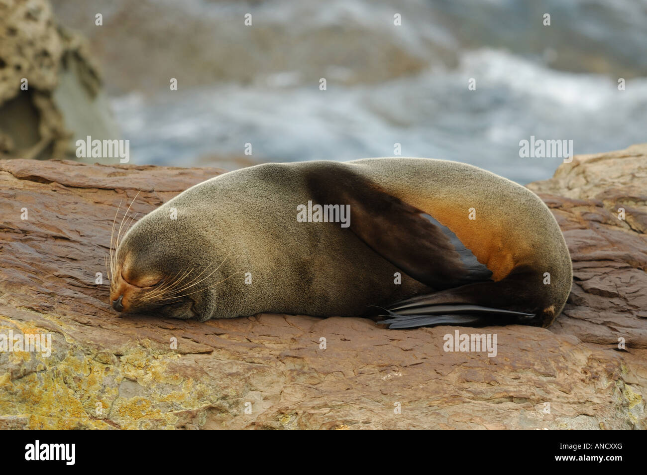 New Zealand Fur Seal (Arctocephalus forster) Sleeping on the rocks, New Zealand Stock Photo