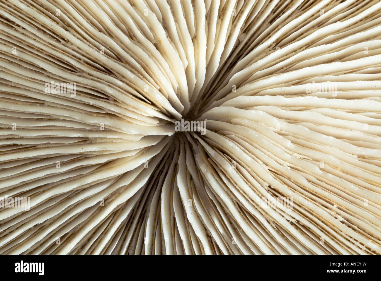 Mushroom Coral Stock Photo