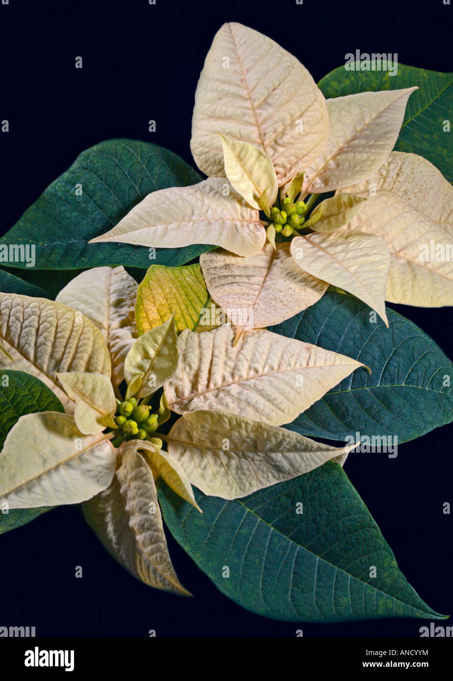 Cream Poinsettia Stock Photo