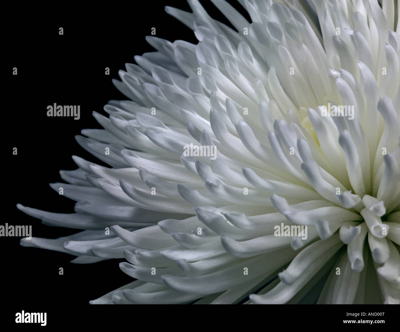 Spikey chrysanthemum hi-res stock photography and images - Alamy