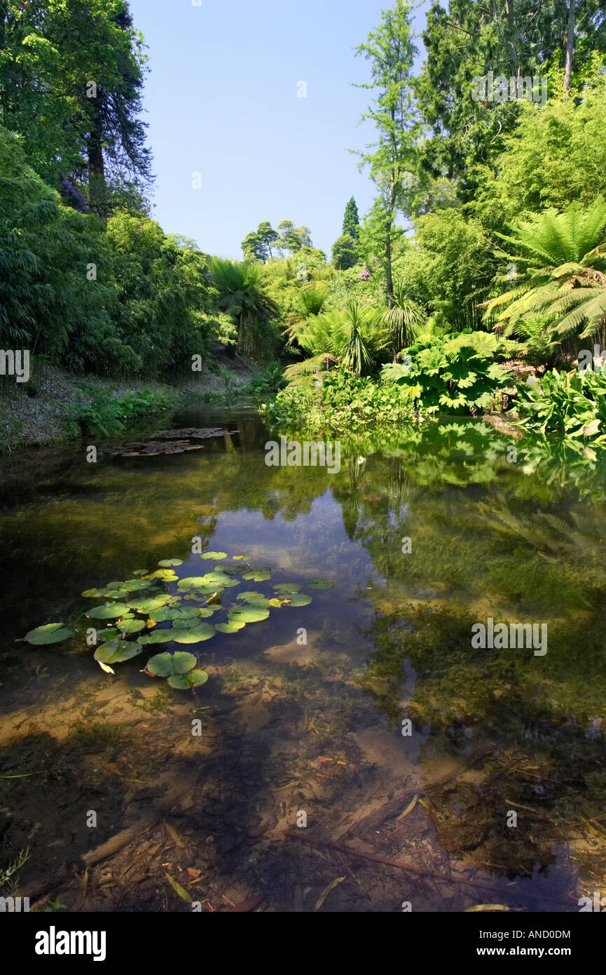 A pond in 'The Jungle' section of the Lost Gardens of Heligan in Cornwall, UK Stock Photo