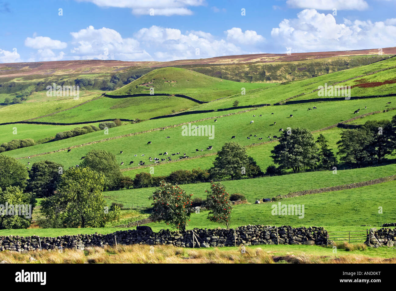 Round Hill with fields full of livestock in Great Fryupdale, North York Moors National Park, England. Stock Photo