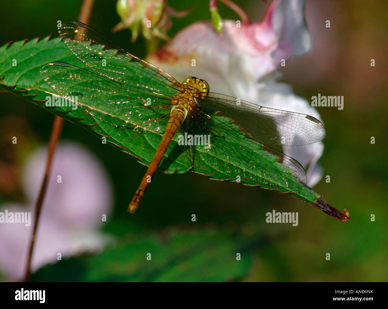 A Common Darter Dragonfly,Resting On A Green Leaf Stock Photo - Alamy