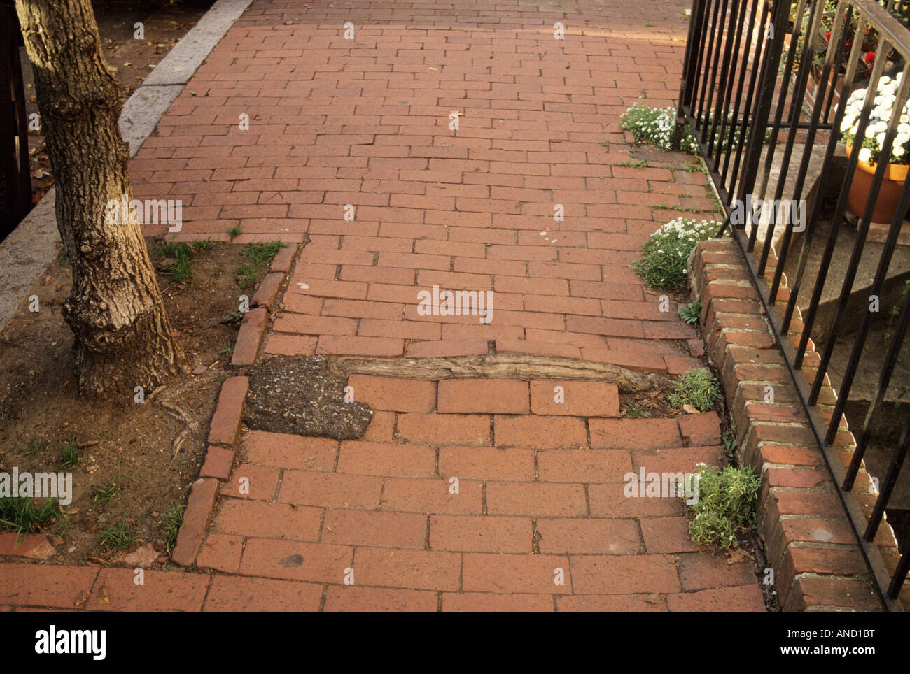 Tree root growth cracks sidewalk in Washington DC USA Stock Photo